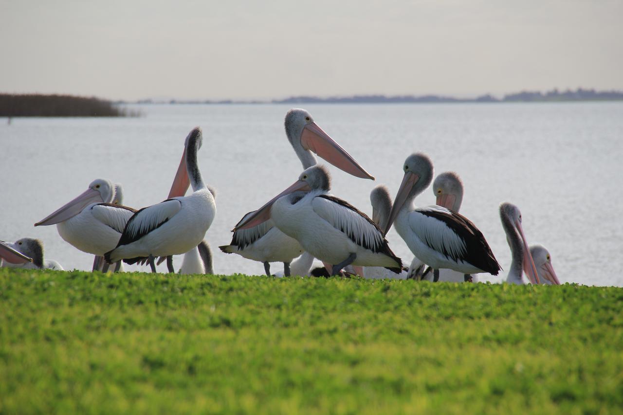 Lake Albert Motel Meningie Luaran gambar